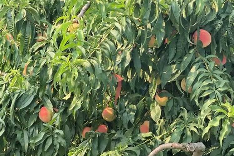 桃树怎么管理果子才会又大又甜？