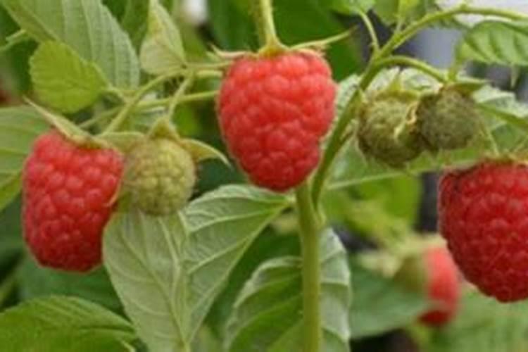 请问大家树莓应该施什么肥？谢谢