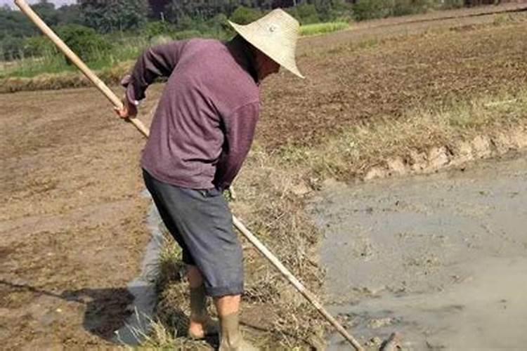 栽完稻多少天追钾肥好