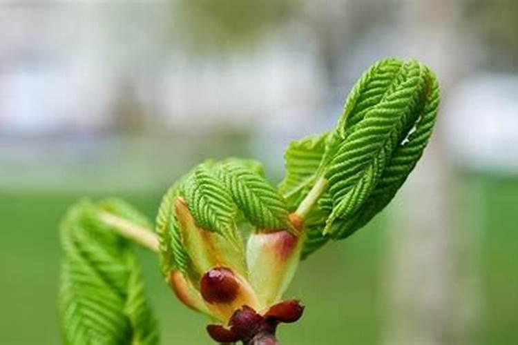 板栗树喷什么叶面肥起到抗旱防冻效果？