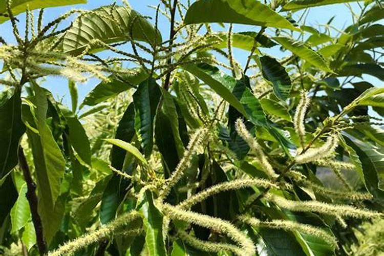 怎样根据板栗需肥特点进行施肥？