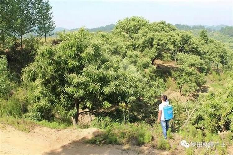 板栗树什么时候施肥施什么肥