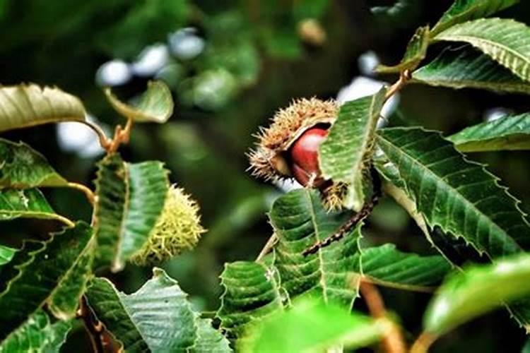 板栗膨果打什么叶面肥好