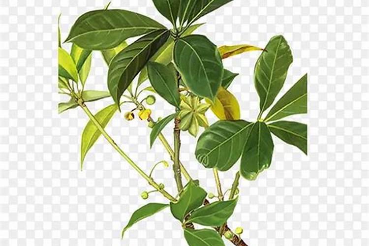 八角怎么样施肥技术方法