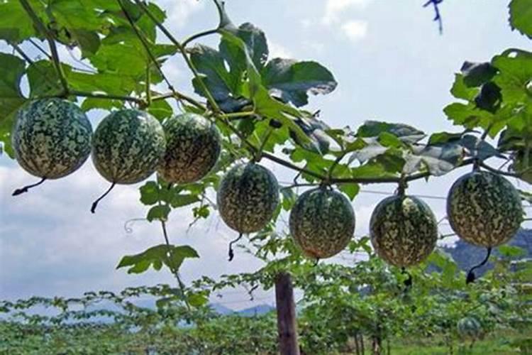 桃树澎果施几次化肥