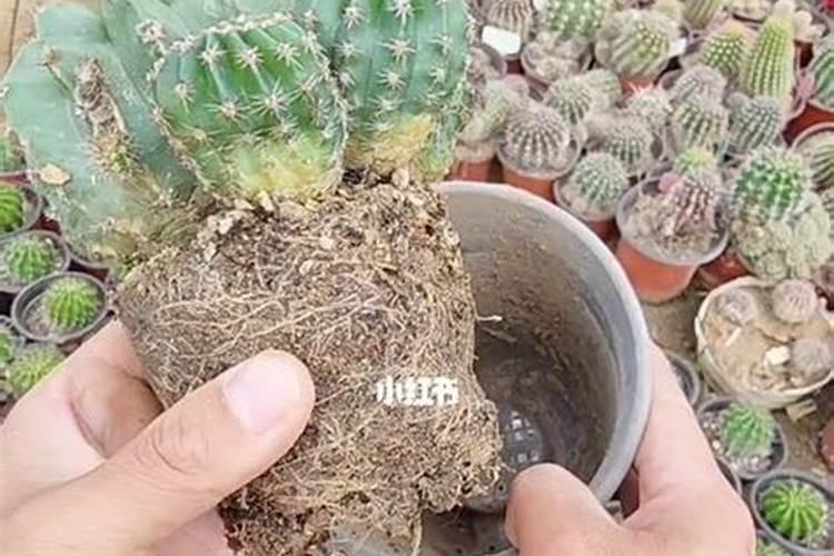 氮肥能直接放花盆施肥吗