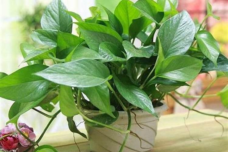 氮肥养花一克用多少水兑