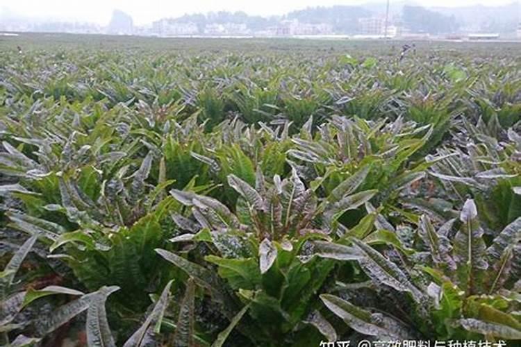 窝笋主要打什么药