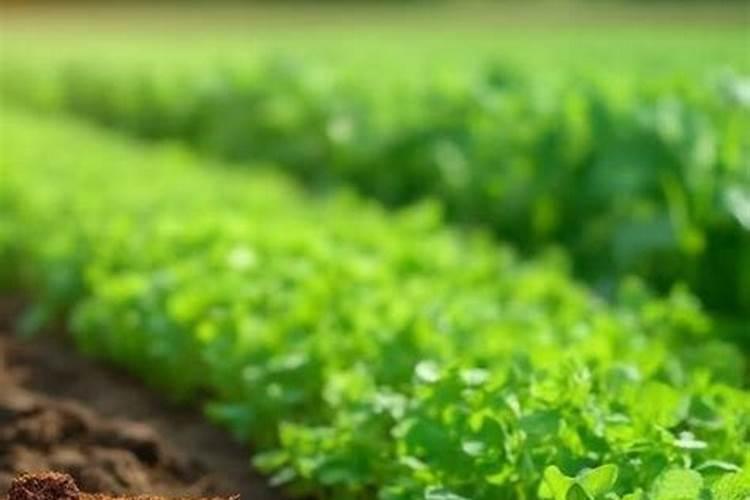 什么植物多施钾肥