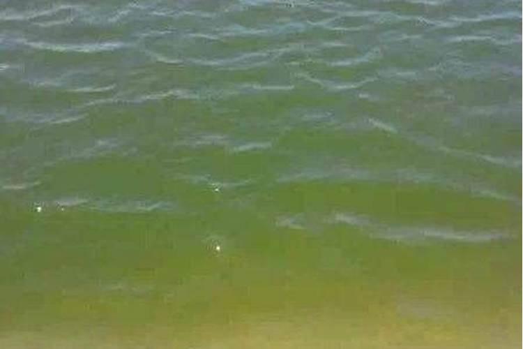 我十亩田的鱼塘前两天看水色有点偏红色后施了四袋磷肥今早水质就变绿...