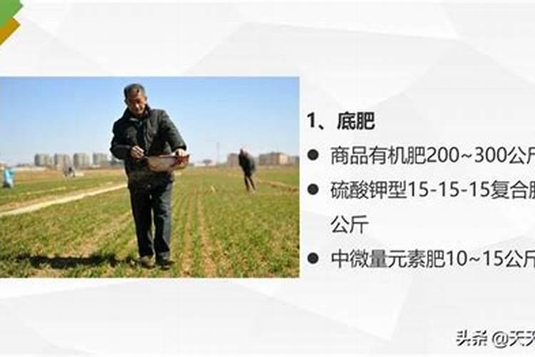 小麦浇水施肥方法