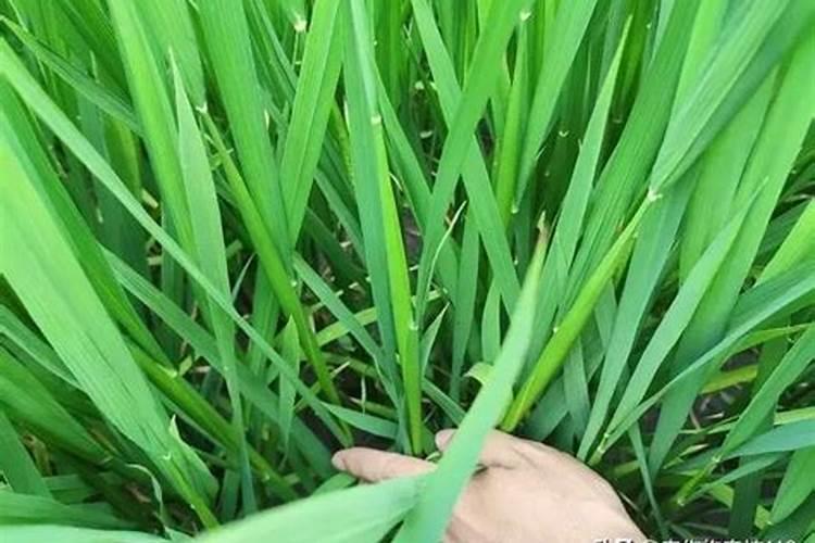 水稻穗肥用什么钾肥好