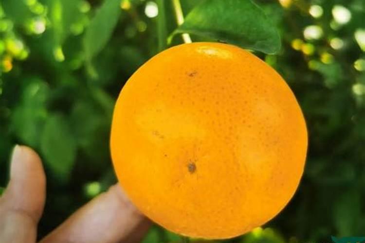 七月份果树还能下硝酸铵吗