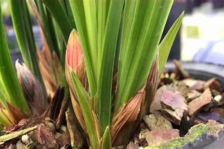 春兰气温太高花苞是否会不出？