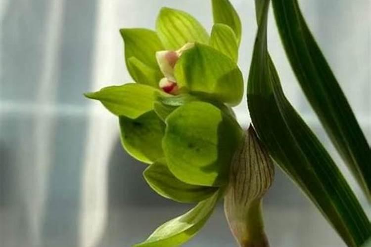 兰草开花后如何护理？