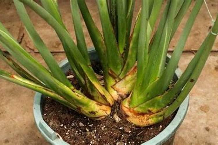 什么东西可以做兰花肥