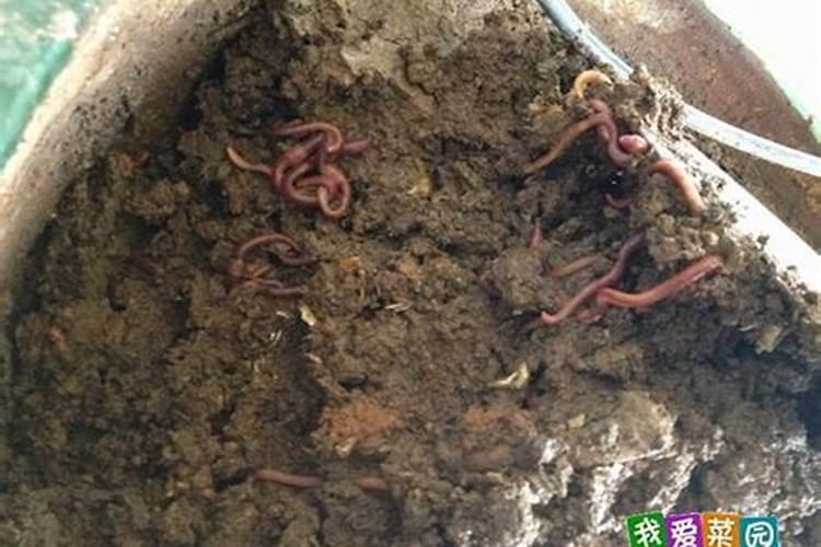 鱼蛋白对植物的作用