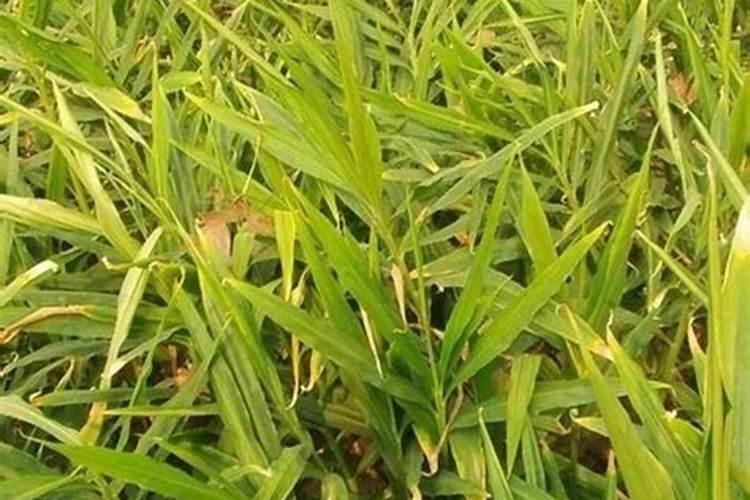 大姜后期冲施什么钾肥好