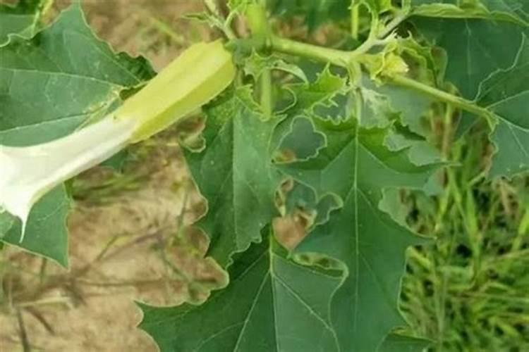 三年的杨树怎样施肥