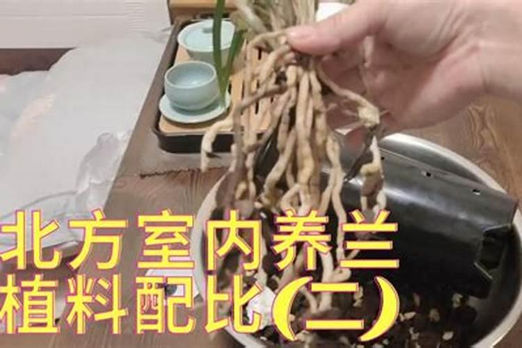 兰花养护最好的肥料