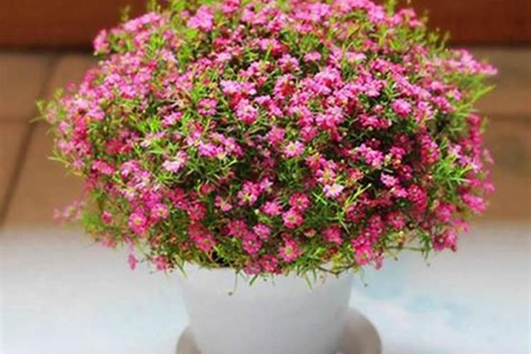 满天星什么时候施肥 满天星养殖技巧