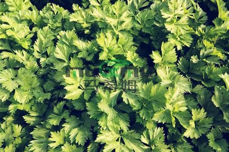 大棚芹菜中后期用什么肥料