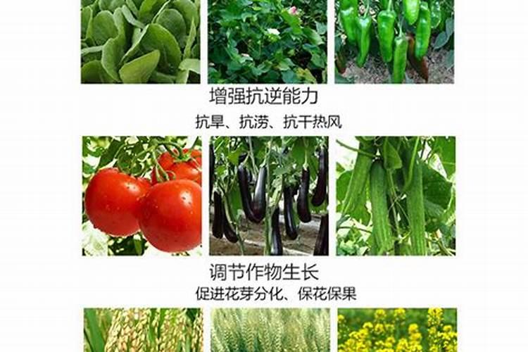 养花施什么肥最好