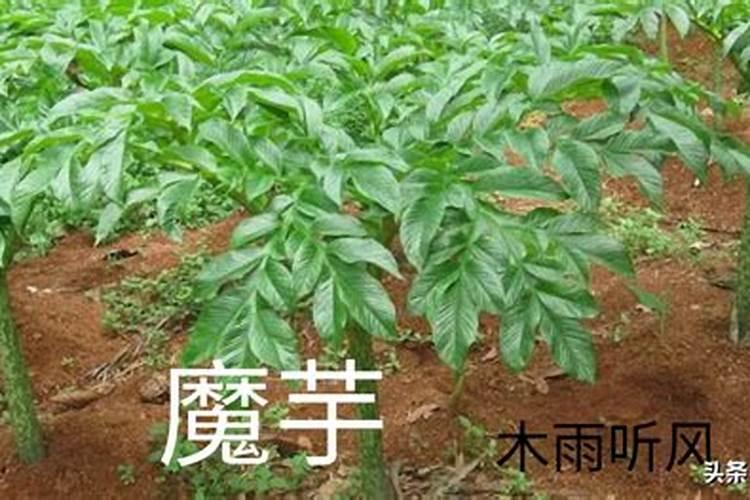 魔芋底肥可以用什么
