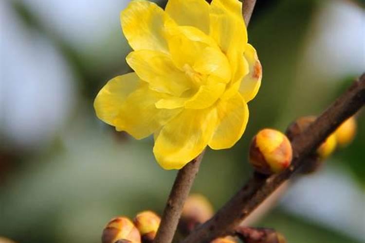 腊梅有了花苞如何浇水施肥