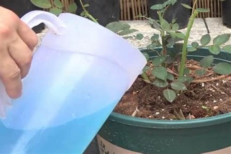 春天种植的月季怎么浇水施肥