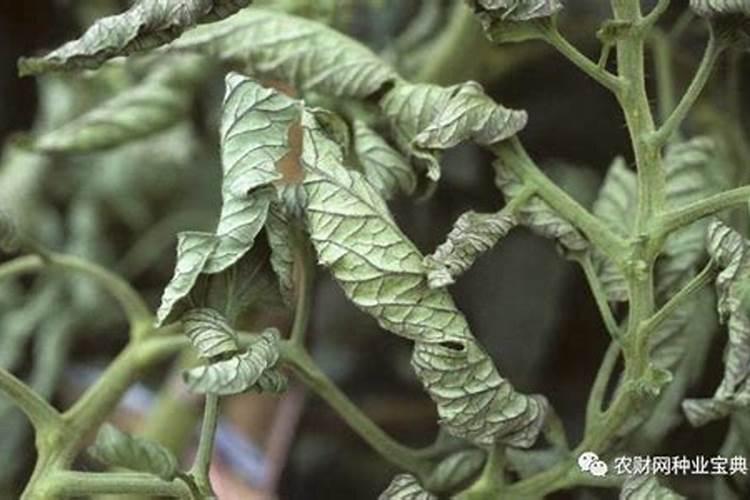 怎么用721分光光度计水中氨氮磷等的测定