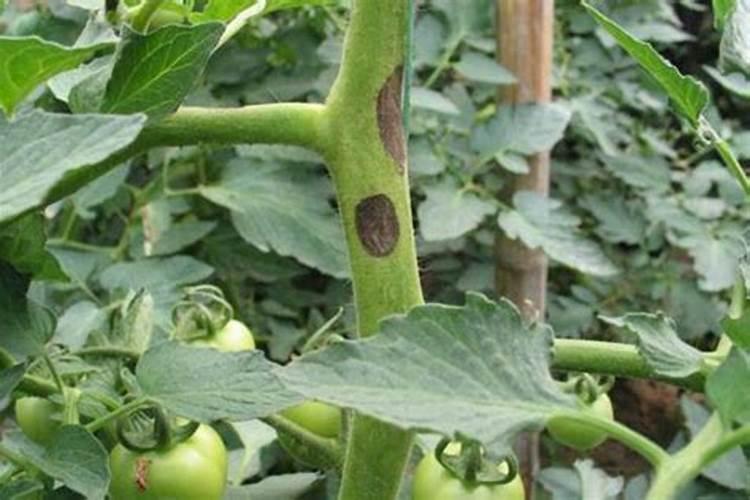 种植番茄磷肥严重超量施用,都会有哪些后果？