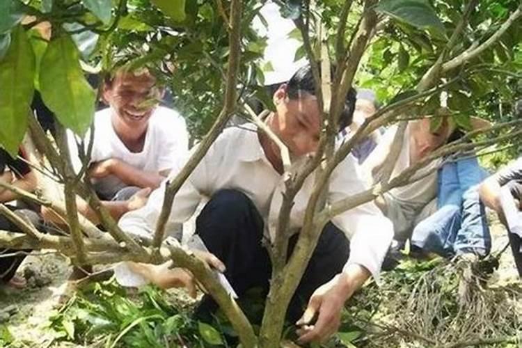 砂糖橘和马水桔扬花后该做什么？