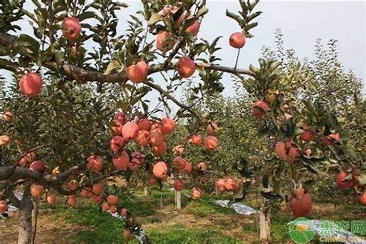 秋季给苹果树上硫酸钾好还是磷酸钾好？