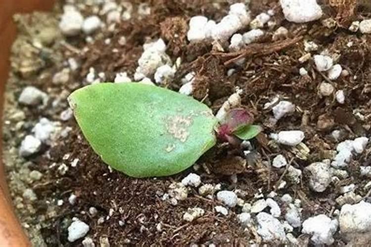 怎样多肉叶插快速发芽