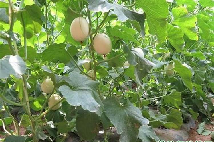 促进甜瓜叶子使用那些化肥呢