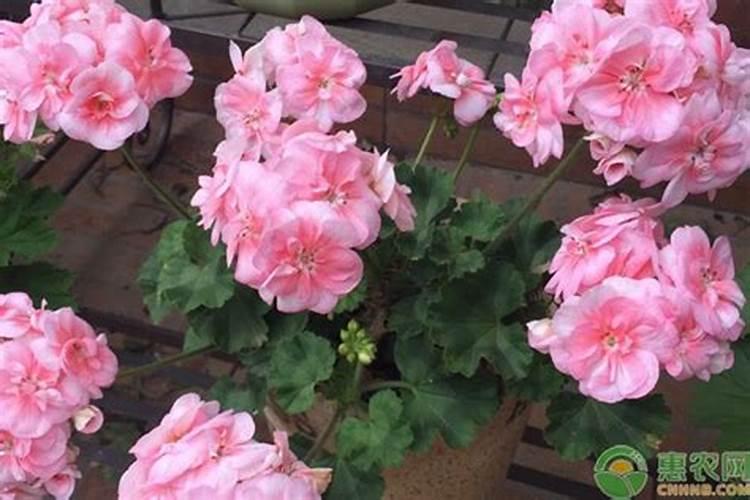 美女樱怎么养才能爆盆