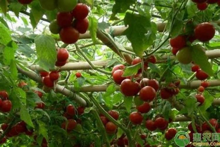 蔬菜施肥后几天可以吃 蔬菜施肥后多少天可以吃