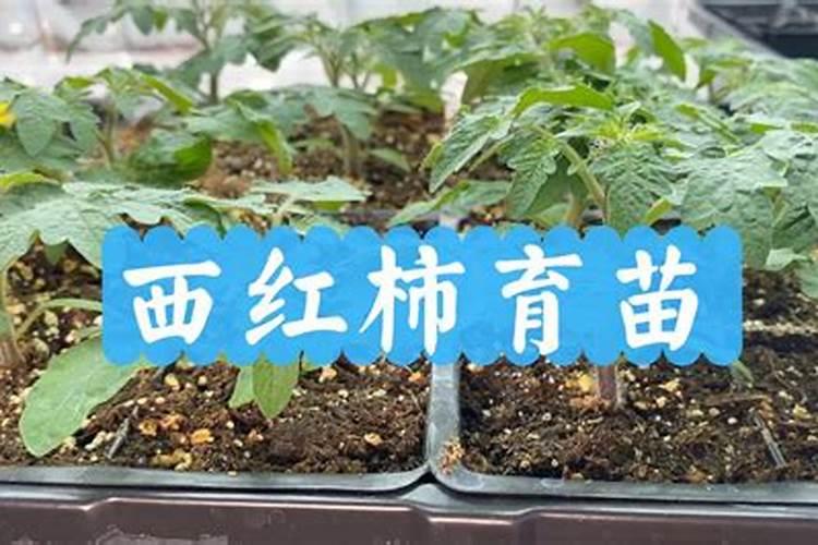 西红柿何时施肥最佳67