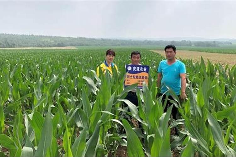 王米施锌肥什么锌肥好