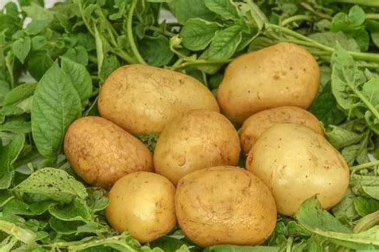土豆施什么肥料好