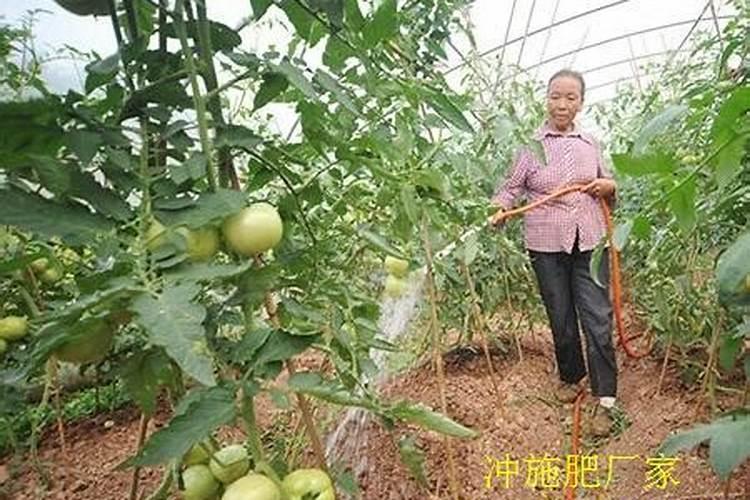番茄怎么施肥 番茄如何施肥