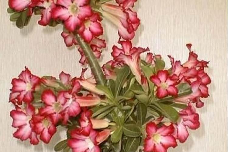 沙漠玫瑰花败后如何进行复壮