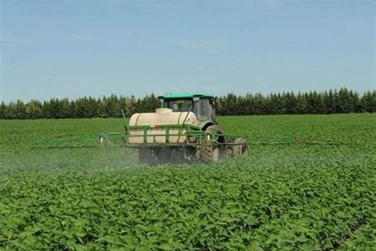 甜菜施肥需要多少氮肥,才会增产量