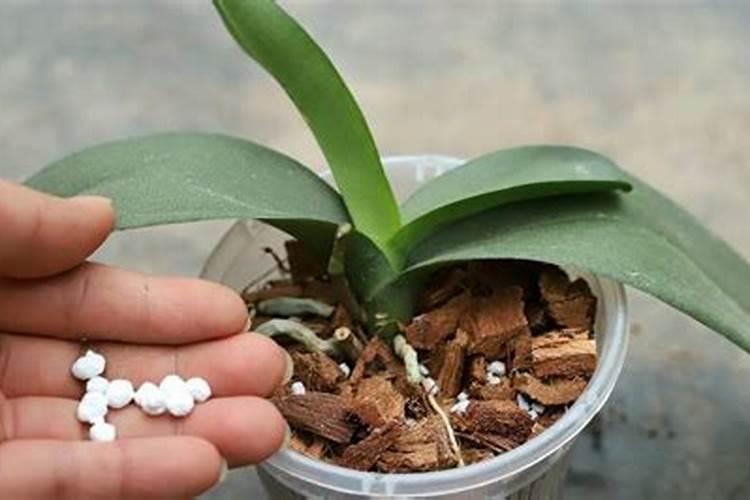 蝴蝶兰可以浇淘米水吗