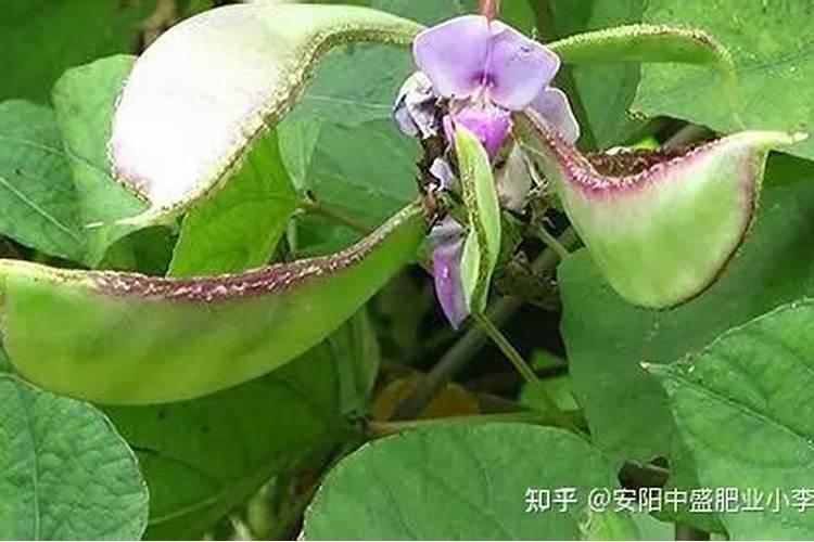 扁豆的养殖方法和注意事项(扁豆最好的肥料是什么？)