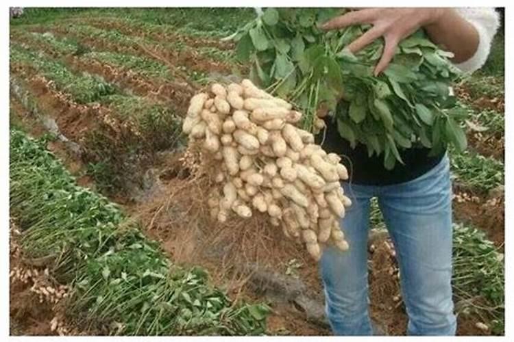 花生施肥 必加中微量元素