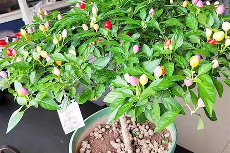 如何计算一天好氧池加多少的氮肥？