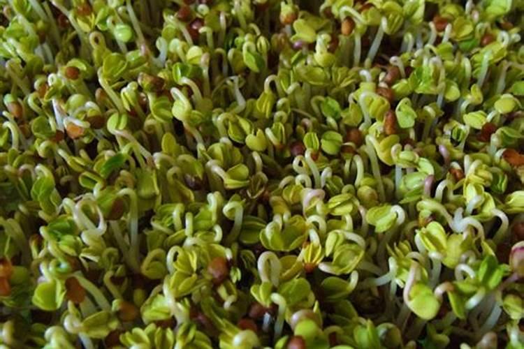 种植芽苗菜有烂根烂苗的现象怎么办？