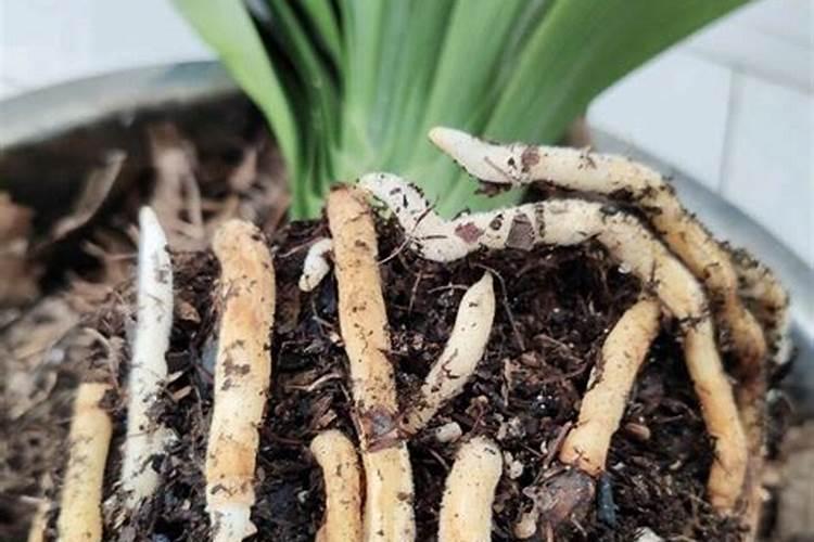 植物硝态氮肥是如何合成的？